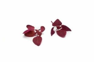 Oracheskott Röda Mimis