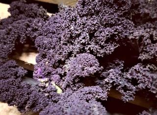 Röd Grönkål Sverige