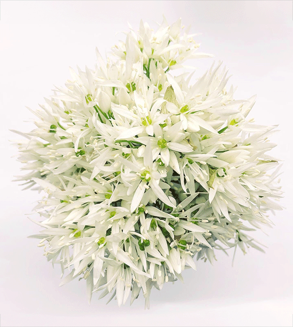 Populära vildplockade favoriter. Gräslöksblomma, ramslöksblomma och tusensköna. 