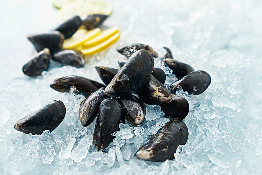 Guide över miljömärkning för fisk och skaldjur. 