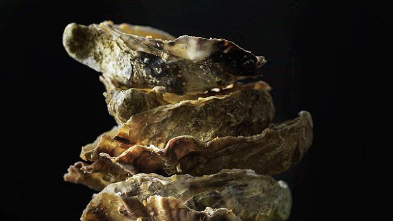 Gigasostron - från invasiv till eftertraktad