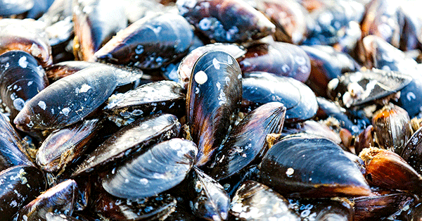Blåmusslor trendar på restaurangernas menyer.