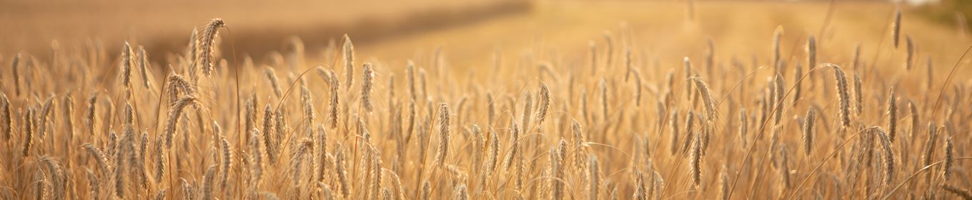 Äkta njutning sedan 1817