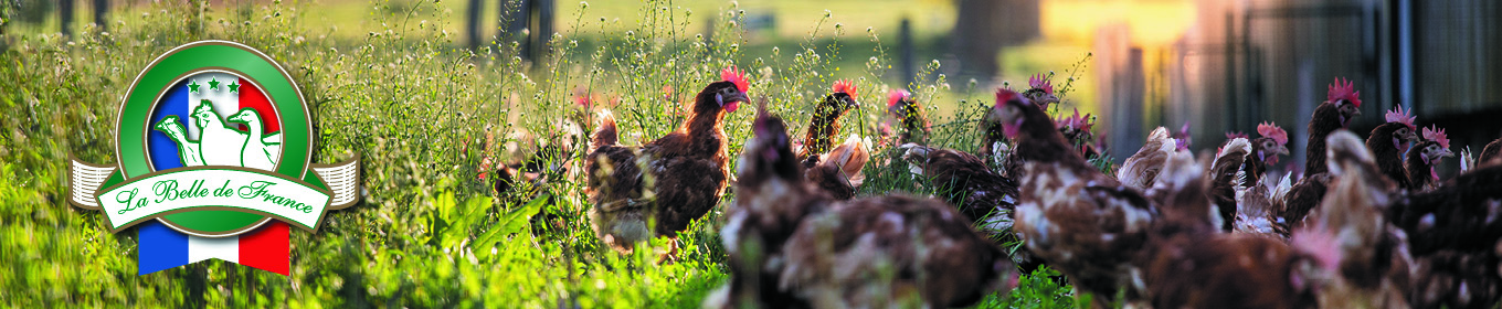 Långsamtväxande kraftiga och friska fåglar