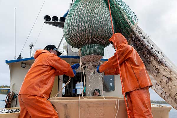 Dagens fångst av siklöja lossas och görs klar för transport direkt till Kalix. 