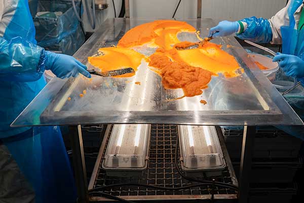 På ett ljusbord sker det sista finarbetet kring löjrommen. Här försvinner minsta lilla fel eller missfärgning. 