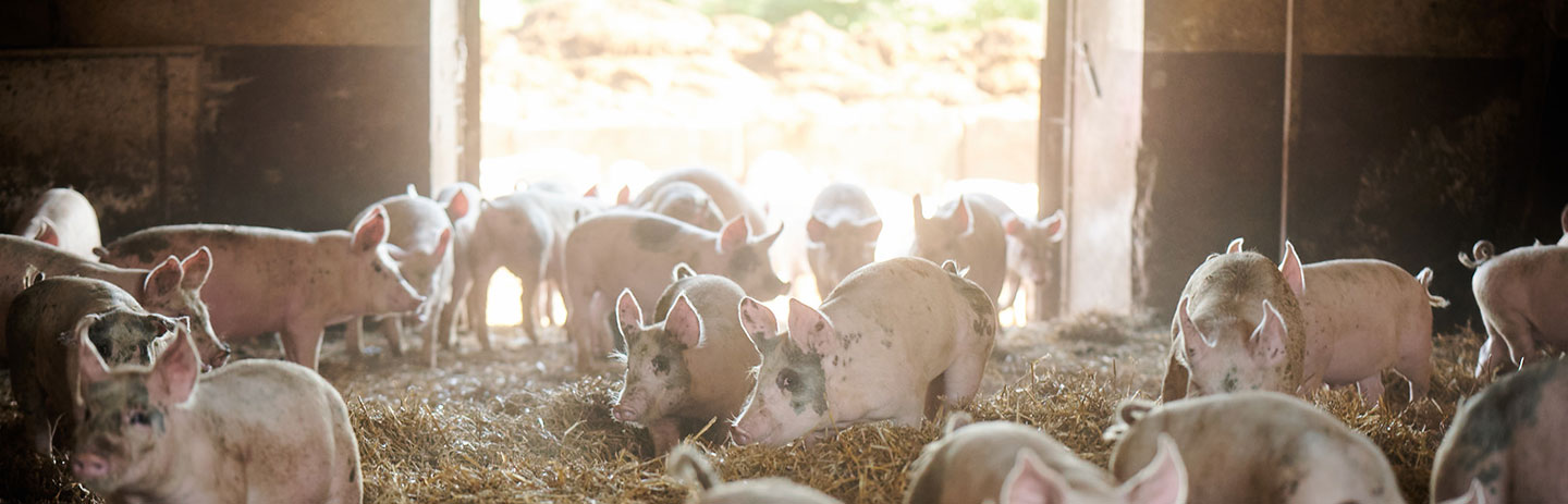 Hållbarhet i fokus – året runt på Rosersbergs gård