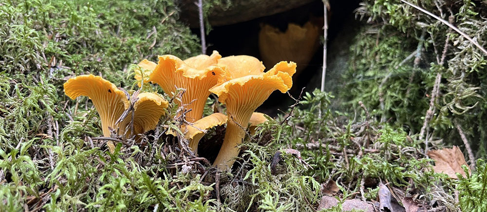 Wermlands skogsförråd levererar en rad olika svampsorter till restauranger i Sverige, Europa och Nordamerika. Kantarell, korallticka och Karl-Johan är några exempel.